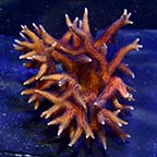 ORA® Aquacultured Hyacinth Birdsnest Coral