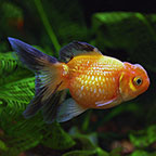 Crown Pearlscale Goldfish 