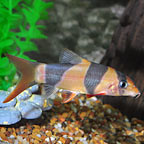 Loaches: Kuhli and Clown Loaches and other Loach Fish for Sale