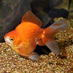 Ryukin Goldfish, Assorted