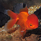 Oranda Goldfish, Assorted