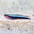 ORA® Captive-Bred Sharknose Goby