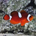  Captive-Bred Misbar Blood Orange Clownfish