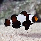 ORA® Captive-Bred Black Snowflake Clownfish