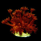 ORA® Aquacultured Red Goniopora Coral