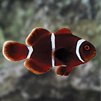 ORA® Captive-Bred Gold Stripe Maroon Clownfish