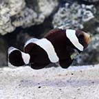 Captive-Bred Black Saddleback Clownfish