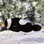 ORA® Captive-Bred Saddleback Clownfish