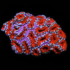 Lordhowensis Coral, Tri Color