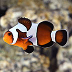 MochaVinci Clownfish, Captive-Bred