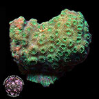 LiveAquaria® CCGC Aquacultured Pavona Coral