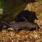 Dwarf Petricola Synodontis Catfish