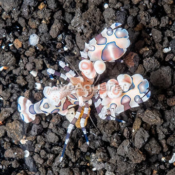 Harlequin Shrimp