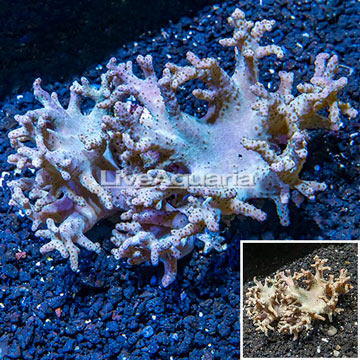 Sinularia Leather Coral Vietnam