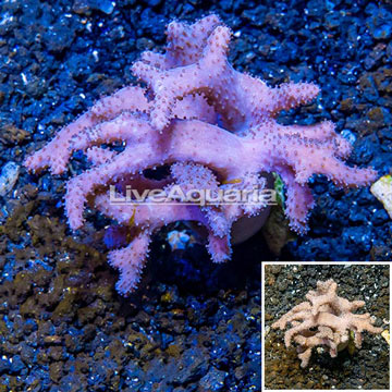 Sinularia Leather Coral Vietnam