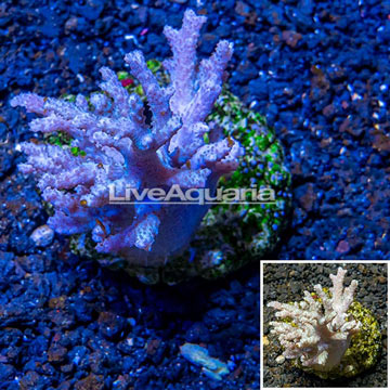 Sinularia Leather Coral Indonesia