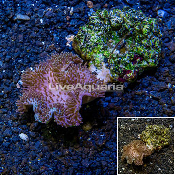 Toadstool Leather Coral Indonesia