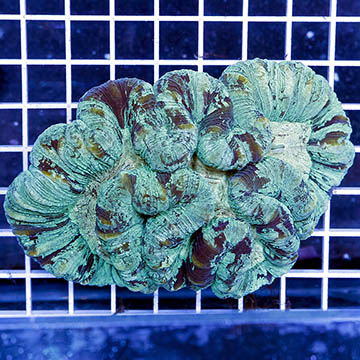 Open Brain Coral