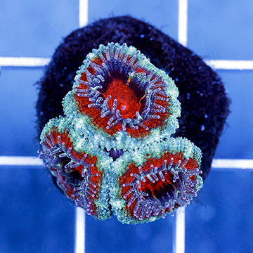USA Cultured Acan Lord Coral