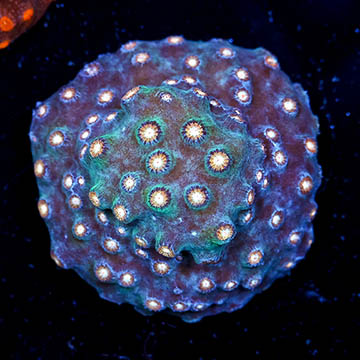 USA Cultured Cyphastrea Frag