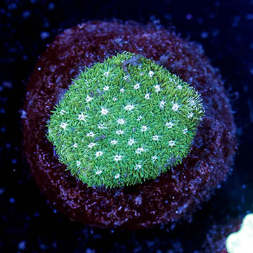 USA Cultured Leptastrea Coral