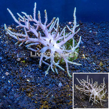 Sinularia Leather Coral Indonesia