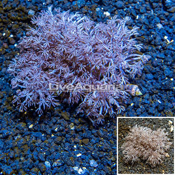 Xenia Coral Indonesia