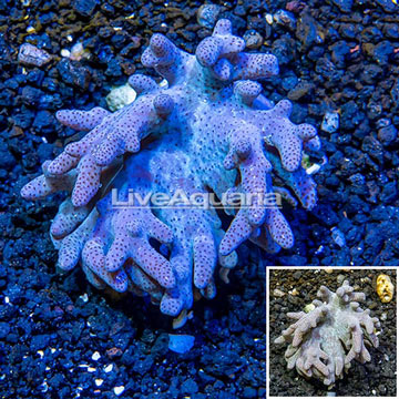 Sinularia Leather Coral Vietnam