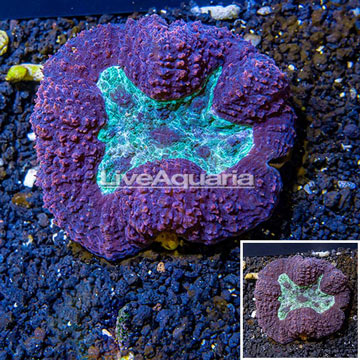 Lobed Brain Coral Australia