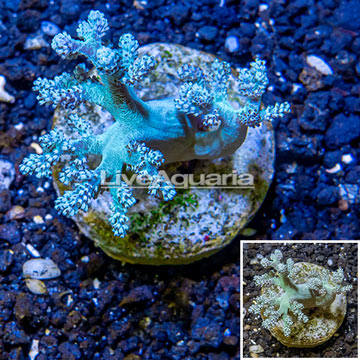 Pineapple Tree Coral Indonesia