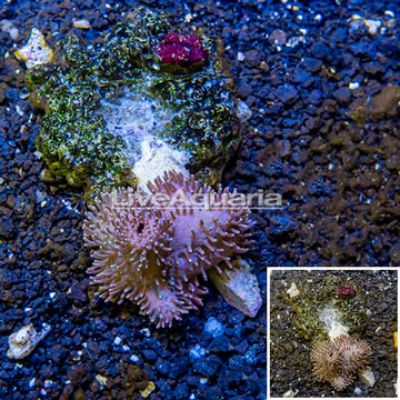 Toadstool Leather Coral Indonesia