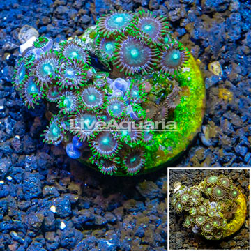 Zoanthus Coral Indonesia