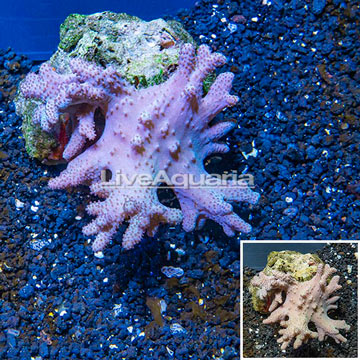 Sinularia Leather Coral Vietnam