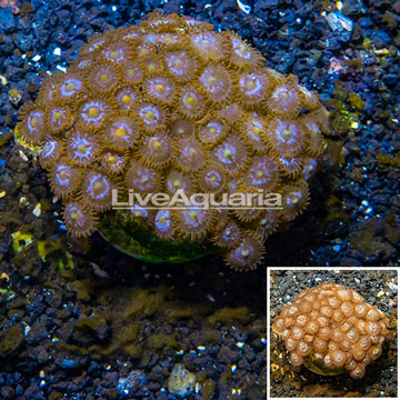 Zoanthus Coral Indonesia