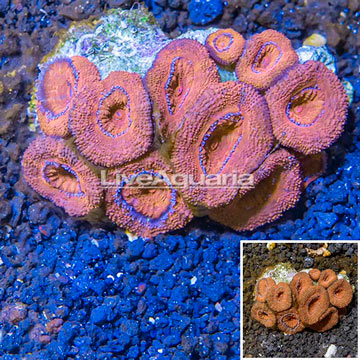 Acan Lord Coral Australia