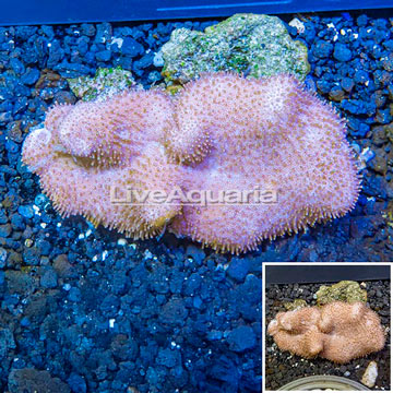 Toadstool Mushroom Leather Coral  Vietnam