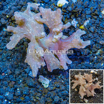 Sinularia Leather Coral Vietnam