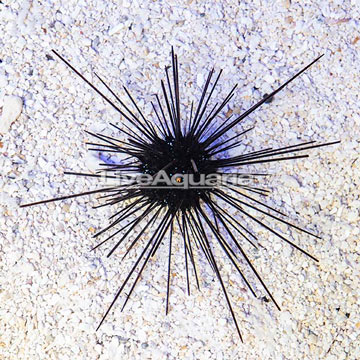 Black Longspine Urchin 