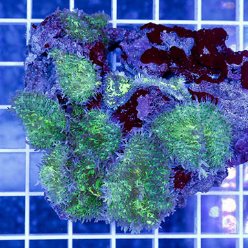 Green Hairy Mushroom Coral
