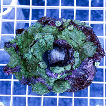 Actinodiscus Mushrooms