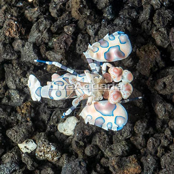 Harlequin Shrimp 