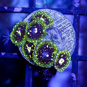 USA Cultured Zoanthus Coral