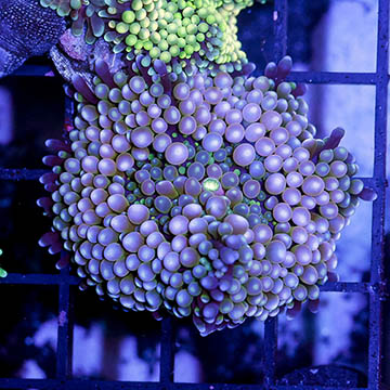 USA Cultured Ricordea Florida Mushroom