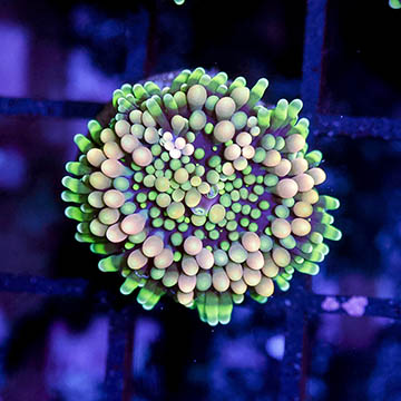 USA Cultured Ricordea Florida Mushroom