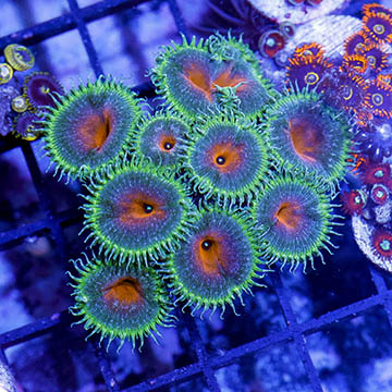 USA Cultured Zoanthus Coral