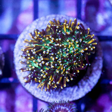 USA Cultured Galaxea Coral