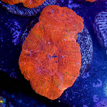 Bowerbanki Coral