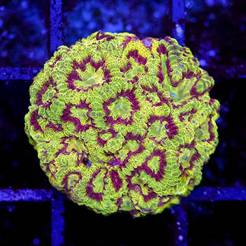 USA Cultured Favites Coral