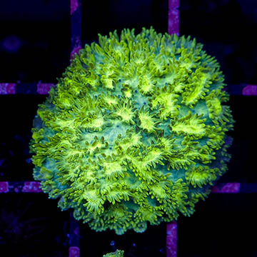 USA Cultured Galaxea Coral