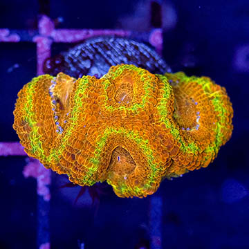 USA Cultured Acan Lord Coral
